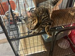 -八婆婆烧仙草(中山路店)