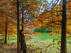 -上海海湾国家森林公园