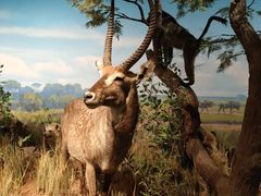 -陕西自然博物馆