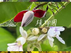 -国家植物园南园