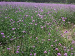 -艾溪湖湿地公园