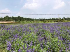 -北京东方普罗旺斯薰衣草庄园