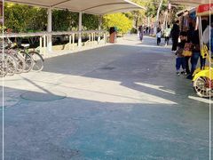 -合肥滨湖国家森林公园