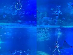 -烟台海昌鲸鲨海洋公园