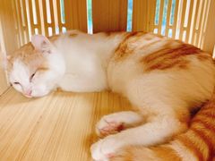 -猫和宫(六道口店)