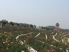 -密云玫瑰情园