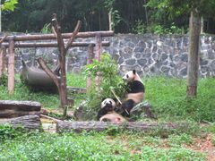 -都江堰中华大熊猫苑