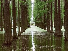 -渌洋湖湿地公园