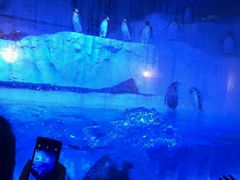 -芜湖新华联大白鲸海洋公园