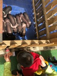 -萌宠亲子动物乐园(槐房万达店)