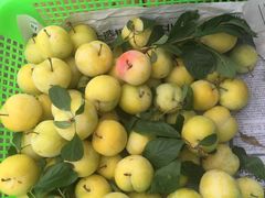 -西山樟坞健康果园枇杷杨梅采摘