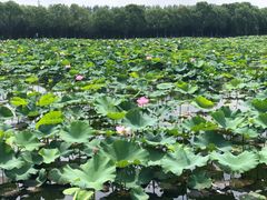 -荷塘月色湿地公园·向阳花洲