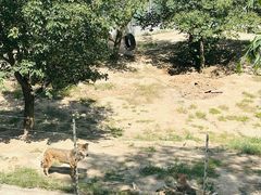 -青藏高原野生动物园