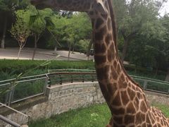 -石家庄市动物园