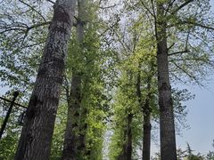 -晋祠公园