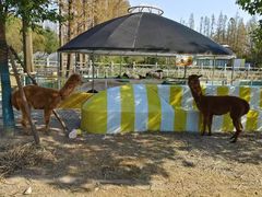 -前小桔亲子创意农场·草莓采摘·露营烧烤