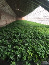 -蓝呗呗蓝莓草莓采摘园(通州区马驹桥店)