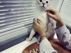 -瑞派长江宠物医院·猫科·外科·24小时夜护(谊城公寓分院)