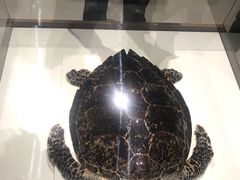 -青岛贝壳博物馆