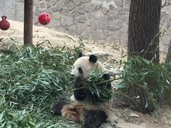 -北京动物园