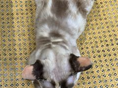 -琪喵猫屋·撸猫猫咖·猫舍