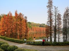 -三水森林公园