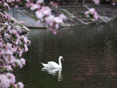 -莫愁湖公园