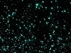 -怀托摩萤火虫洞