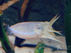 -悉尼海洋生物水族馆