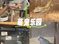-吉丁鸟咖·异宠·寄养