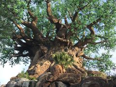 -奥兰多迪士尼动物王国乐园