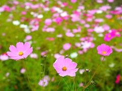 -长白山万达喜来登度假酒店