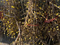 -三圣花乡旅游区