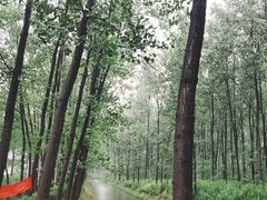 -合肥滨湖国家森林公园