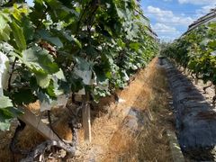 -马陆小张葡萄园农家乐