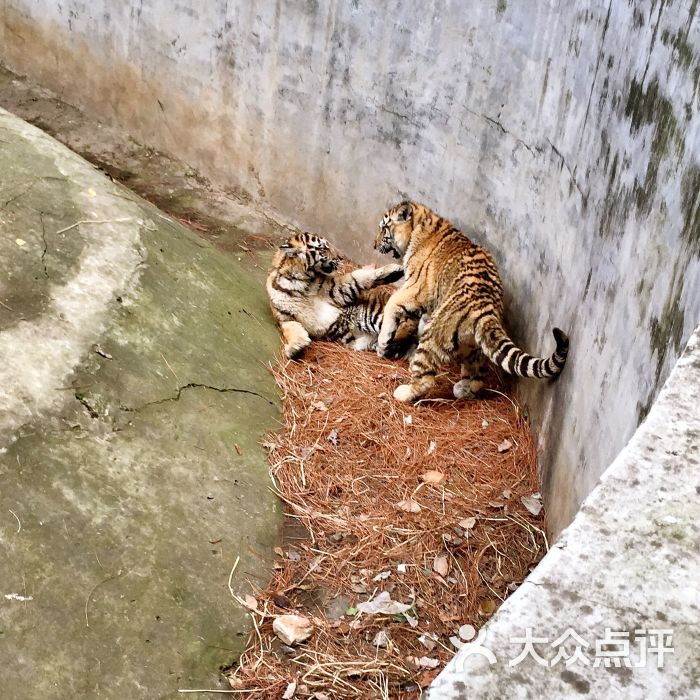 武漢九峰森林動物園圖片 - 第4張