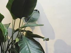 -素咫咖啡CLIFEROSE