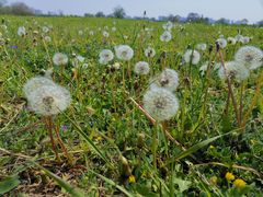 -汉长安城未央宫国家考古遗址公园