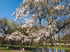 -上海共青森林公园