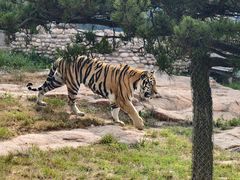-西霞口神雕山野生动物世界