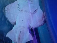-暹罗海洋世界