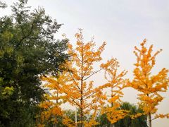 -丁香湖公园