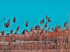 -莲花池公园