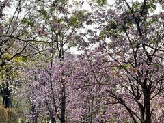 -广东花都湖国家湿地公园