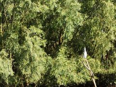 -东寨港红树林旅游区