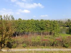 -合肥滨湖国家森林公园