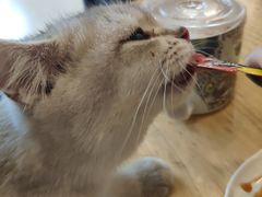 -飞行喵MR PILOT|猫舍·猫咖(静安大融城店)