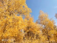 -金塔沙漠胡杨林景区