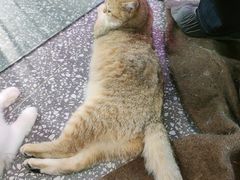 -大型宠物商超·宠海王国·宠物猫狗活体·用品·美容(新世界百货重庆店)