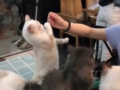 -吉丁鸟咖·异宠·寄养